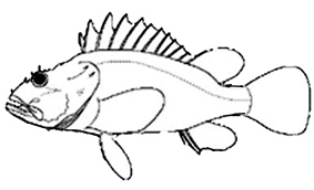 Familia Scorpaenidae.jpg